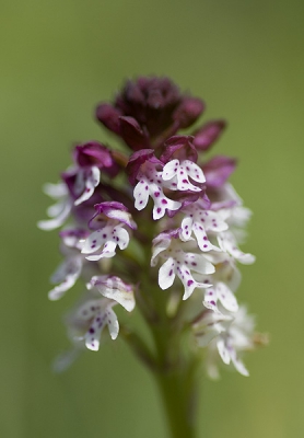 Aangebrande orchissen in de pyreneen, n van de mooie soorten die we zagen tijdens de excursies.