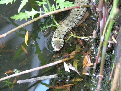 Tijdens mijn werk,ik werk in Gouda, zag ik in de sloot een slang zwemmen.Ik had in Nederland nog nooit een slang gezien.Toevallig had ik mijn camera bij mij en kon ik deze foto maken