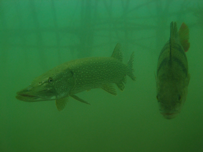 Tijdens een duikje eens rechtsom gezwommen, kwamen op een gegeven moment bij een grote kooi van takken, hierin lagen gebroederlijk een grote snoek en een grote baars te relaxen. Camera tussen de takken gestoken en scherp gesteld op de snoek, de baars was met de kop iets dichterbij en daarom niet helemaal scherp maar voor mij een hele leuke om deze 2 onderwerpen eens in 1 foto te verenigen. Foto in het geheel is ondanks wat correctie vrij groen, maar ja dat is nu eenmaal op 7m in die poel. Verder niet heel veel foto's kunnen maken want toen kwamen er een paar amateurs die in de modder begonnen te roeren en weg was het zicht! @#%#@!!