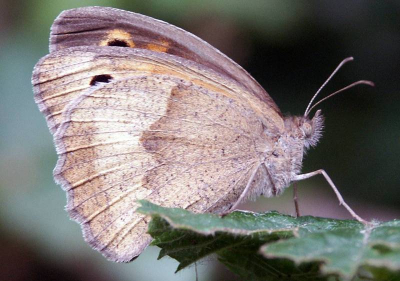 Tijdens de inventarisatieronde (Natuurgebied.) langs bloeiende bramenstruiken, eigenlijk op zoek naar de kleine ijsvogelvlinder kwam ik het bruine zandoogje tegen en deze was zeker een foto waard.
Gemaakt met Minolta 7HI bij F3.5 en een sluitertijd van 1/125 sec.(13.04 uur.)