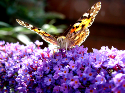 Een zonnige dag in mijn achtertuin waar de vlinders zich tegoed doen aan het nectar.
Ik ben nog erg zoekende en moet nog erg veel leren wat betreft fotograferen, dus veel plaatjes maken en hopen dat er een mooie foto tussen zit.
Ik hoop daarom dat ik met jullie site een stuk wijzer ga worden.