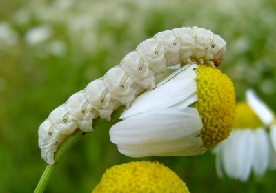 Rups leeft van kamillesoorten en voeden zich met het gele hart van de bloem, kleur varieert tussen wit tot roze-groen.
Vlinder laat zich zeer slecht aantrekken tot licht en kan eigenlijk uitsluitend waargenomen worden door naar de rupsen te gaan zoeken