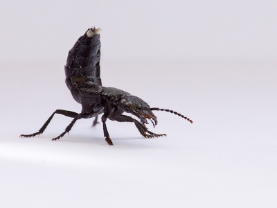 Voor de 2e keer ben ik dit beest om en rond het huis tegen gekomen. Het heeft meen ik schorpioen achtige trekjes. Een keer zat hij ook in huis. Weet iemand wat het is en of ze kunnen bijten gezien de knappe scharen aan de voorkant.