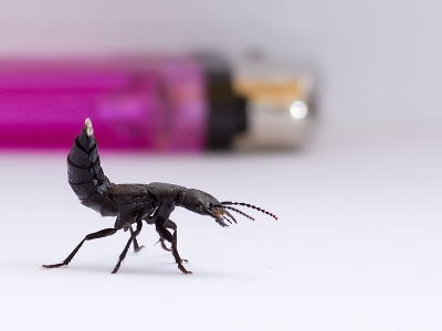 Voor de 2e keer ben ik dit beest om en rond het huis tegen gekomen. Het heeft meen ik schorpioen achtige trekjes. Een keer zat hij ook in huis. Weet iemand wat het is en of ze kunnen bijten gezien de knappe scharen aan de voorkant. Om de grote aan te geven een aansteker er naast gelgd.