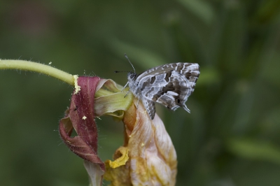 Opname met statief, Canon 40D, Tamron 90mm Macro.
Zonnig weer, vlinder bleef hele tijd rustig zitten op Teunisbloem.