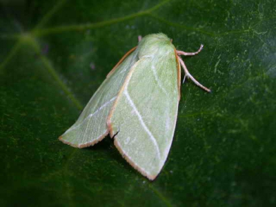 <i class='fa fa-user'></i>&nbsp;Willem&nbsp;| Zilveren Groenuil&nbsp; <i class='fa fa-eye'>&nbsp;216</i> &nbsp; <i class='fa fa-comment-o'>&nbsp;1</i>