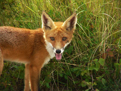 Tijdens een wandeling door de duinen stond deze vos op een van de uitkijk punten. Het was dus voor ons beide een grote verrassing toen ik boven aan de trap kwam. Helaas zat mijn converter lens op mijn fototoestel dus kon ik alleen maar een kop portret maken. Na 2 foto's gemaakt te hebben ging hij er snel vandoor om onderaan het duin door te gaan met jagen.