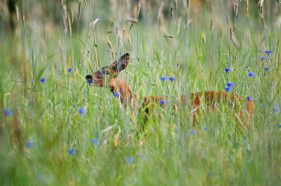 Het werd weer eens tijd om wat op NP want dat is alweer veel te lang geleden.

Vlak bij mij in de buurt heeft Natuurmonumenten een veldje rogge wat vooral dient voor de beleving. De reeen hebben het veldje ook gevonden en staan er regelmatig in te eten. Ze zijn alleen wel moeilijk vrij te krijgen maar zo af en toe kan ik door de sprieten een foto maken.