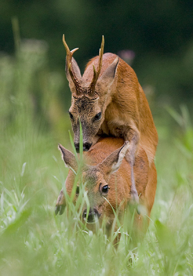 Afgelopen week een paar uren tijd besteed aan de reeen vanwege de bronst. Dinsdagmorgen kwam het tot een paring. Ondanks het hoge gras toch nog een redelijke plaat kunnen maken.