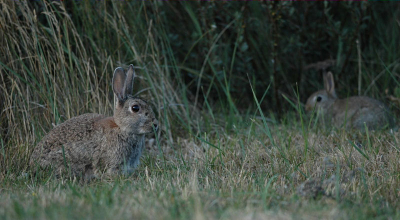 als je tegen de avond in het zwanenwater komt dan kom je veel konijnen tegen. zo ook deze twee. de achterste was nog een jong beest.