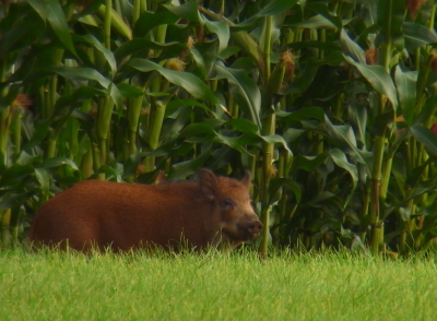 bijvangst na zoektocht naar zwartz specht.  Onbekend in deze streek van Belgi