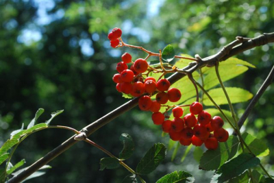 Geoefend in het bos met tegenlichtopnames. Deze was de mooiste. Het takje vangt het zonlicht heel mooi vind ik.