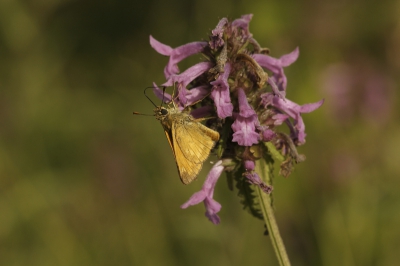 Dit Groot-Dikopje bleef lekker doordrinken van de nectar en zo kon ik hem mooi fotograferen...