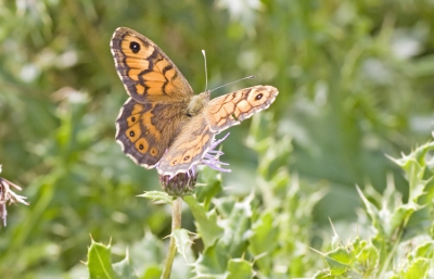 Vlinder zat op een veldje met distels en was erg druk en lastig te fotograferen