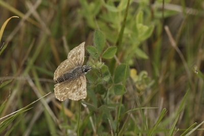 Inmiddels na al mijn foto's te bekijken, die in raw zijn genomen, blijkt het toch een waar vlinderparadijs te zijn geweest in de Morvan streek in Frankrijk. Verschillende soorten dikkopjes en blauwtjes die in Nederland zeldzaam zijn of helemaal niet meer voorkomen.