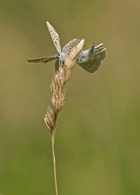 Dit mannetje en vrouwtje Icarusblauwtje waren eerst in de lucht om elkaar heen aan het dansen, daarna gingen ze op deze aar zitten en om elkaar heen draaien, ineens ging het mannetje weg. Erg leuk om te zien. Groetjes, Angelique