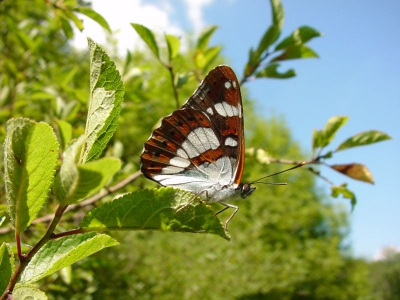 <i class='fa fa-user'></i> Willem-Jan | Kleine IJsvogelvlinder  <i class='fa fa-eye'> 291</i>   <i class='fa fa-comment-o'> 4</i>