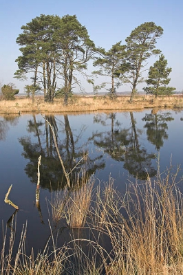 Toevallig op precies dezelfde plaats als  ben1465 een foto gemaakt in het Dwingelderveld. De foto viel me meteen op op de website.