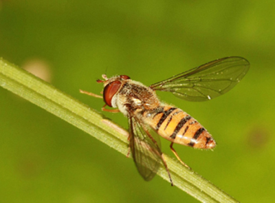 Op een zonnige vakantiedag achter in de tuin
Zat hij lekker te snoeppen op de hortensia .