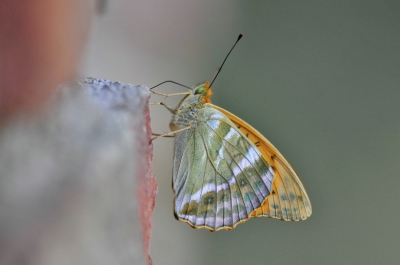 Tijdens het platen van libelles kwam deze keizersmantel voorbij en bleef mooi rustig zitten op een muurtje.