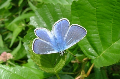 Een heel klein vlindertje deze icarus, maar wel heel mooi.