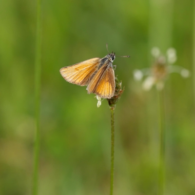 Ik ben er niet helemaal zeker van, er zijn maar weinig fotos van te vinden, maar moet dit het dwergdikkopje zijn. Tussen allerlei andere dikkopjes en blauwtjes in het vlinderparadijs van de Morvan streek.  Geen grootse foto, maar ik ben er blij mee...