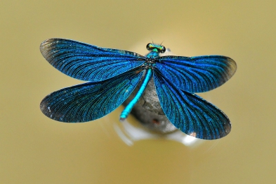 Wel erg lang wachten tot de juffer eindelijk zit zoals je ze graag ziet en dan is dit het resultaat.