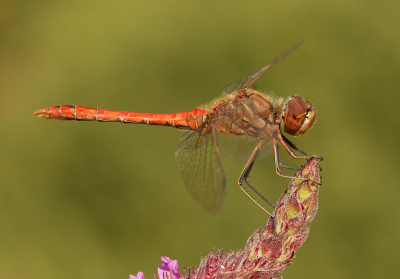 Sinds 3 maanden een nieuwe baan, een van de voordelen is dat ik op nog geen 5 minuten werk van een natuurgebiedje. De afgelopen 2 avonden wezen macroen o.a deze Steenrode Heidelibel vast kunnen leggen.
Kijk voor meer fotos eens op www.hsnaturephoto.com

Gr Henny