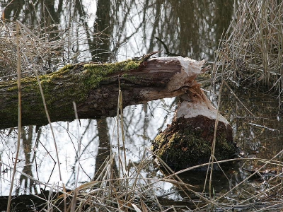 Er zijn wat bevers losgelaten bij de Lepelaarplassen!