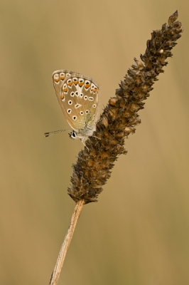 Het is misschien weer een Icarusblauwtje, maar laten we eerlijk wezen het zijn prachtige vlindertjes.
Deze hing zo mooi, ik kon er niet voorbij aan lopen.

Groetjes, Angelique
www.pbase.com/corangelique