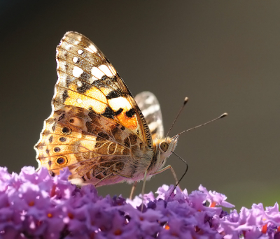 Dit tafereel had ik al een tijdje voor ogen, maar je moet het altijd afwachten of ze wel de juiste hoek aannemen  en het moet technisch lukken, natuurlijk. Terwijl ik nog wel iets meer had kunnen onderbelichten, helpt er ook vrijwel geen witbalans aan, in het joekelharde zonlicht van deze dagen. Toch blij met de plaat.