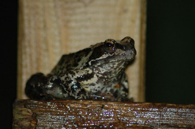 deze amfibie is mooi van lelijkheid. Kussen hoeft niet, want een prins zal het niet worden.