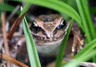 Het was die dag mooi weer met een aangenaam zonnetje, even naar het Natuurgebied.
Daar rondstruinend zag ik iets bewegen tussen het voorjaars groen.
Tijgersluipend er naar toe, rustig wachten en even later kwam deze bruine kikker weer te voorschijn, het frisse voorjaars groen omlijste het geheel passend.
Minolta 7HI  F3.5 sluitertijd 1/180 sec.