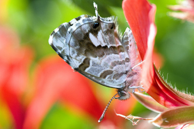Dit Geraniumblauwtje was op het moment van de opname een van de twee Geraniumblauwtjes die in de tuin zaten. 
De andere bleef maar niet stil zitten op de hanggeraniums, terwijl deze er uren opzat. Nu ben ik niet heel erg handig in opnames met een macrolens, daarvoor fotografeer ik er te weinig mee, maar ik vond dit toch wel een leuke foto. 
Vooral omdat er hier ook niet al te veel foto's zijn van dit beestje.