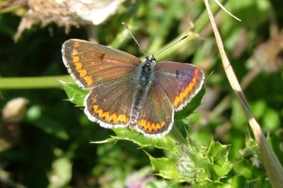 Gisteren het mannetje van het icarus blauwtje geplaatst, vandaag het vrouwtje.