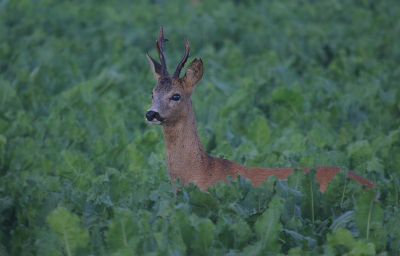 nog een keer vroeg de Brabantse Biesbosch in geweest , met het geluk dat deze lekker dicht bij bleef staan  , meer foto,s volgen