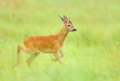 Als je een ree kan "stalken" en je blijft vervolgens op respectabele afstand staan, kan je tientallen foto's maken. Na de "klassieke" foto's wordt het dan tijd om een beetje te experimenteren. Ik had deze foto in gedachten; fel overbelichten zodat de achtergrond vervaagd en het donkere onderwerp loskomt en genoeg snelheid overhouden (al trackend) om het grootste gedeelte van de ree in galop scherp te houden. Tiental foto's belanden dan in de prullenbak maar enkele bliven over die dan ook nog een flinke bewerking in PS nodig hebben. Tenslotte kan een mens dan terugvallen op n of twee "goeie"... (althans dat denk ik) - Ik heb het zomers gevoel proberen weergeven.