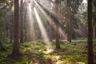 dit is mijn eerste foto op NP . op onze vakantie bestemming hadden we, op de dagen voor deze foto, een paar flinke strotbuien gehad en daarna een prachtige zonovergoten ochtend. zodra het bos begon op te warmen steeg de damp van het vochtige bos op en gaf geweldig mooie effecten met de zonnestralen