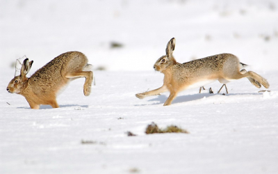 Heerlijk fotoweer tussen de buien door. De hazen laten zich door de sneeuw niet afbrengen van hun verheven taak: er moet nageslacht komen!