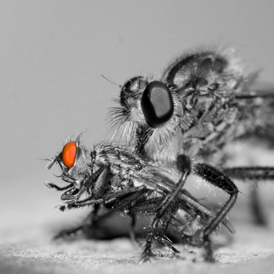 Deze roofvlieg met prooi vond ik bij ons op het terras. Foto is uit de hand gemaakt,  en ingeflitst.