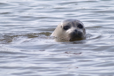 <i class='fa fa-user'></i> Hendrik van Kampen | Gewone Zeehond  <i class='fa fa-eye'> 197</i>   <i class='fa fa-comment-o'> 9</i>