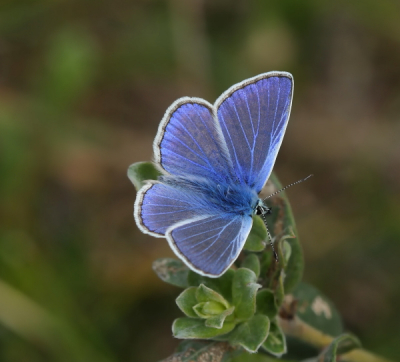 Dit blauwtje bleef nu eens lekker met de vleugeltjes open zitten.