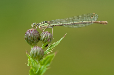 Deze juffer he ik een tijdje geleden gemaakt langs een beek in Twente. 's Ochtends vroeg zijn ze makkelijk te benaderen en vast te leggen.
