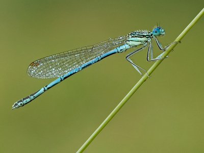 Ook Deze juffer heb ik een tijdje geleden gemaakt langs een beek in Twente. 's Ochtends vroeg zijn ze makkelijk te benaderen en vast te leggen en hebben ze soms wat dauw bij zich..