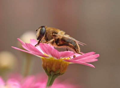 Macro opname van een Blinde Bij, die op een Margriet zat.