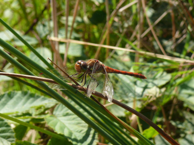 Op deze mooie zonnige 10 Augustus meerdere soorten libellen mooi op de foto gekregen.