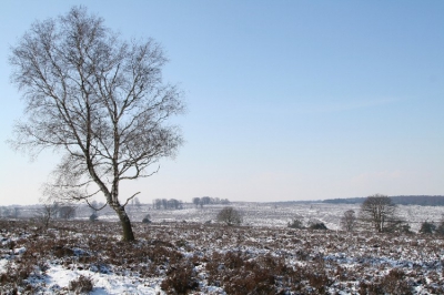 Voor deze dag een passende plaat van onze "achtertuin".