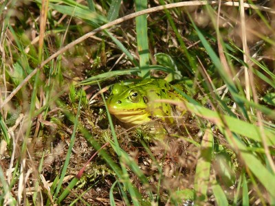 Deze groene kikker past mooi in zijn groene omgeving, kon hem goed fotograferen in het zonnetje.