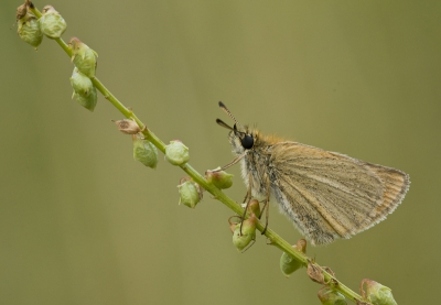 Gisteren dit Dikkopje tegen gekomen, bleef zitten. Heb rustig een paar foto's van kunnen maken en heb hem/haar op het  takje achtergelaten genietend in de zonnestralen, want die was inmiddels weer tevoorschijn gekomen.
Groetjes, Angelique