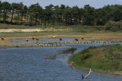 Na een mooie wandeling vanaf het Koevlak kom je dan uiteindelijk op de hoge duin aan de zuidkant van het grote Vogelmeer en iedere keer is het uitzicht anders,maar toch ook weer mooi om te zien.